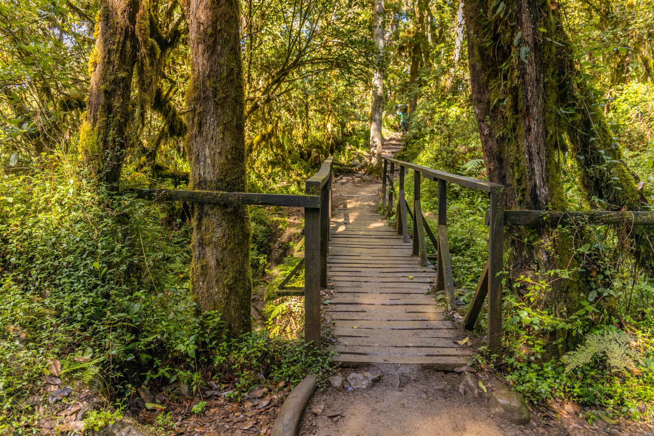 Londorosi (Forest & Shira Plateau)